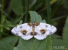 skvrnopásník jilmový (Motýli), Calospilos sylvata (Lepidoptera)